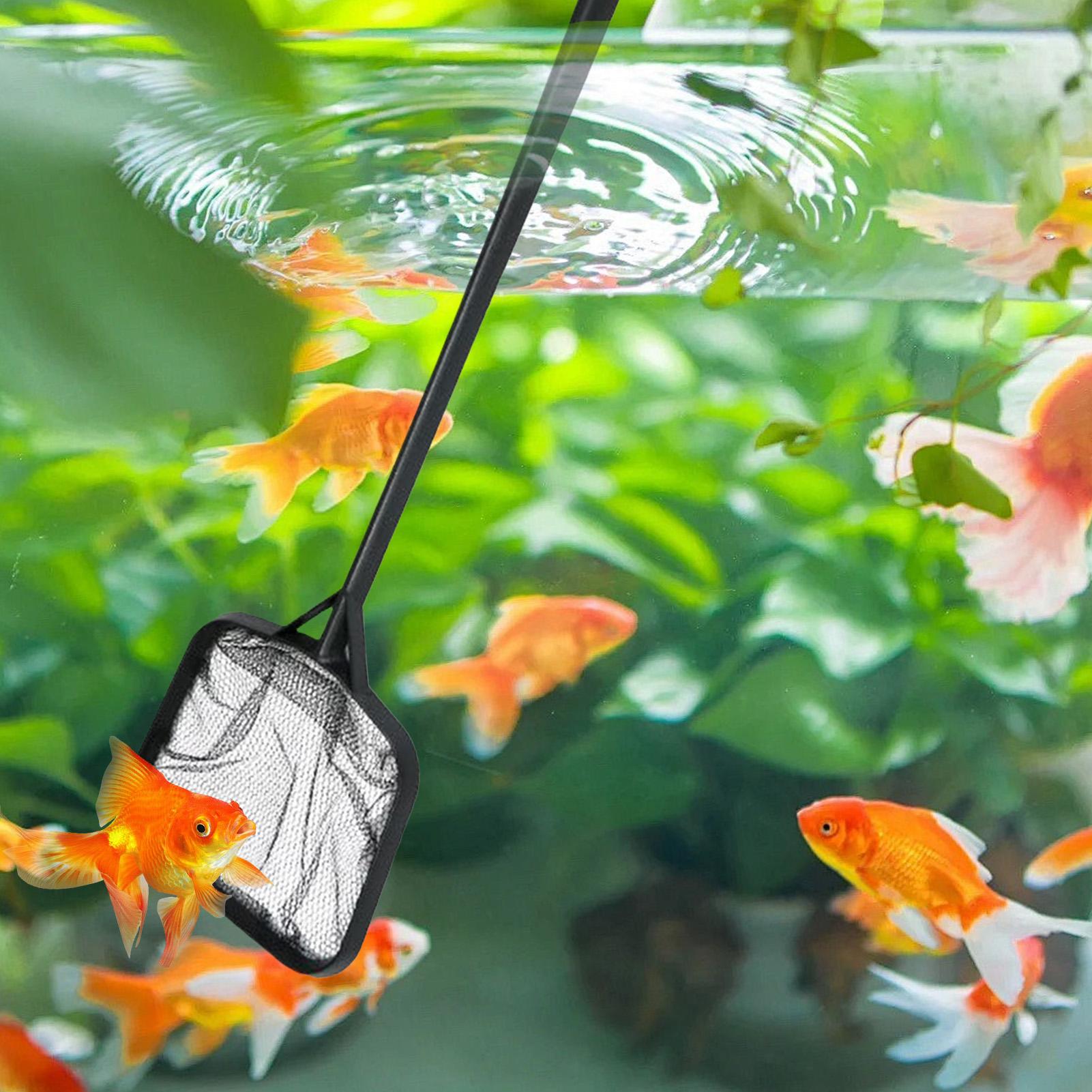 Poolnetze zur Reinigung, tragb – Aquarium Fish Real Bewertung und Preis