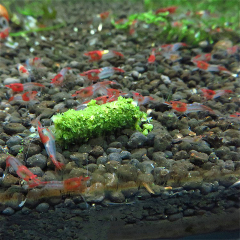 Neue 1 Beutel 35 g kristallrot – Aquarium Fish Holiday Food Bewertung und Preis